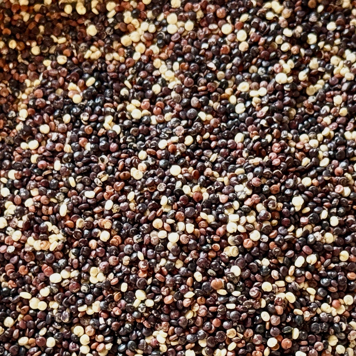 Colorado Quinoa