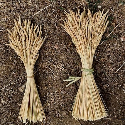 Decorative Grain Bundles