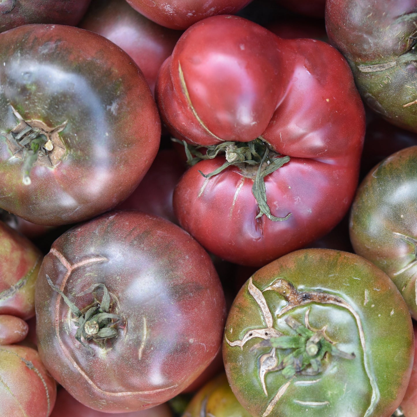 Purple Cherokee Tomato (Solanum lycopersicum) -  Pueblo Seed & Food Co | Cortez, Colorado