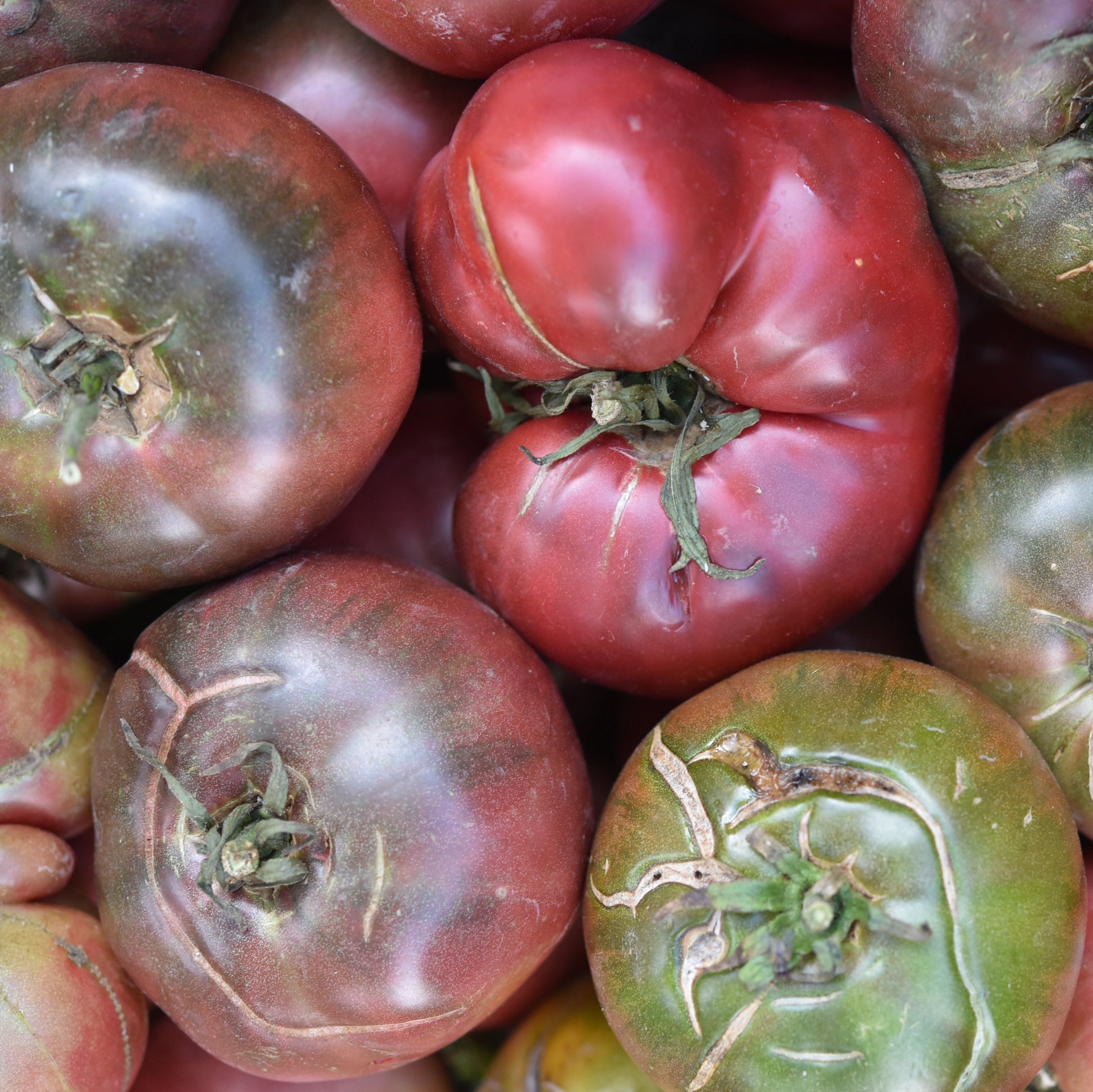 Purple Cherokee Tomato (Solanum lycopersicum) -  Pueblo Seed & Food Co | Cortez, Colorado