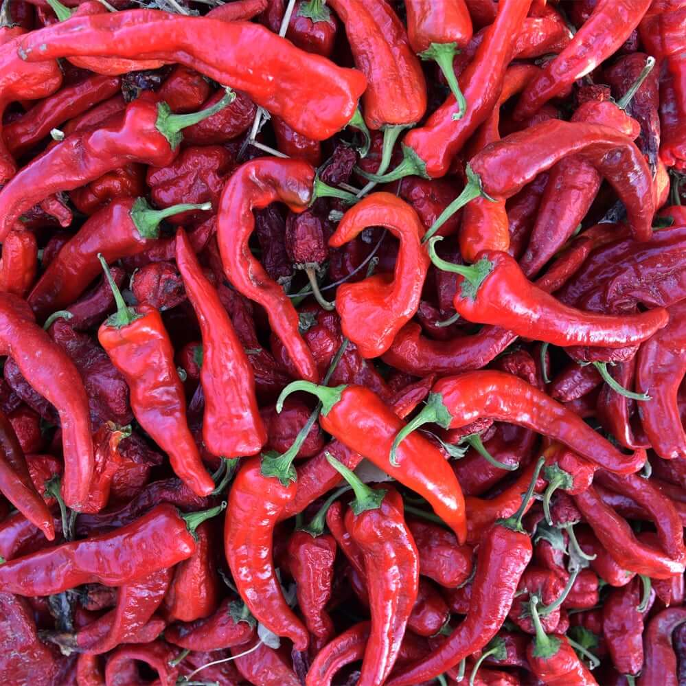 Chimayo Chile (Capsicum annum) -  Pueblo Seed & Food Co | Cortez, Colorado