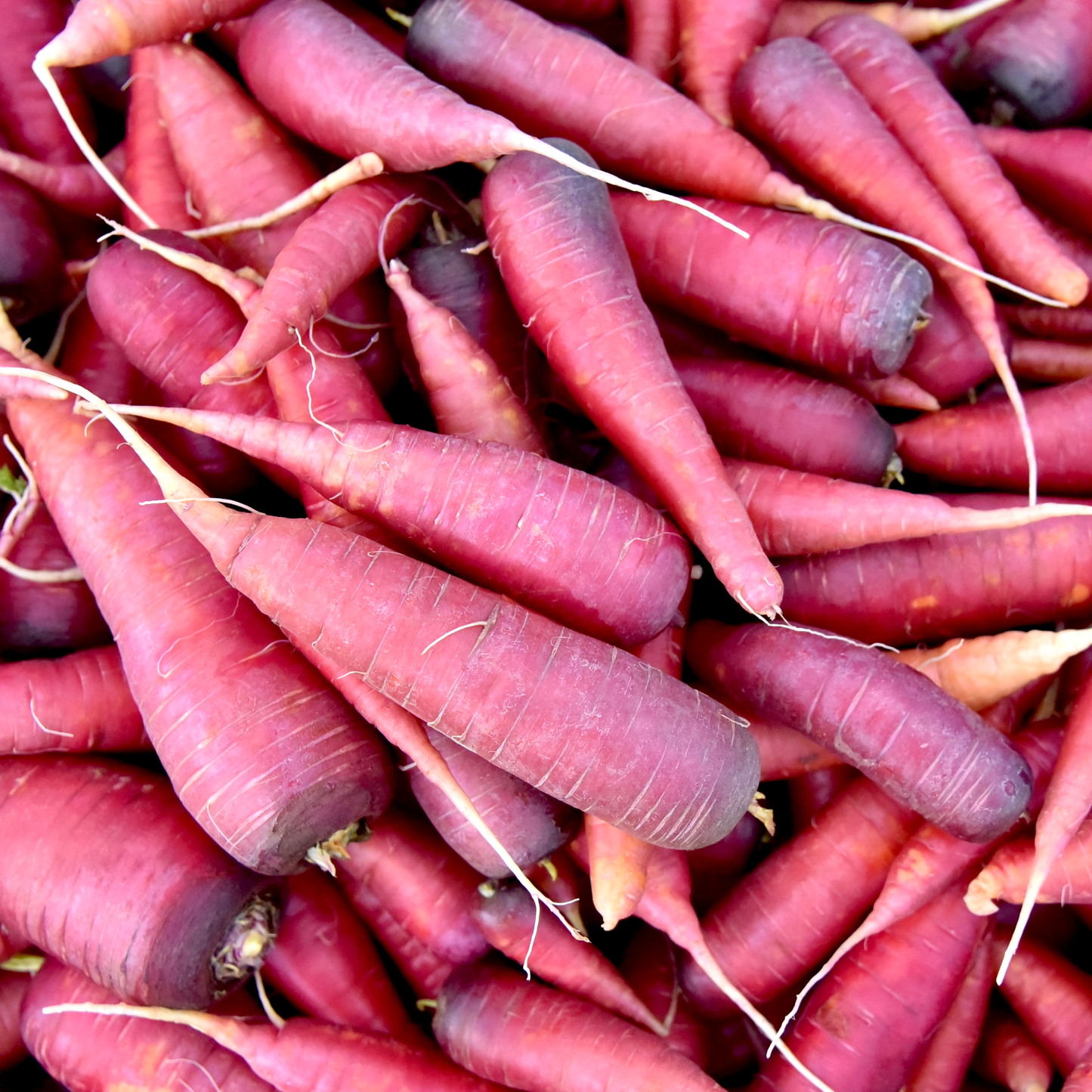 Wholesale Seed Packets