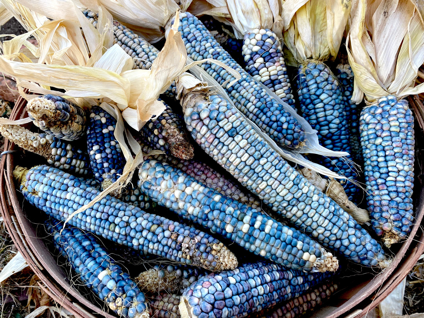 Blue Corn Biscochito Cookies -  Pueblo Seed & Food Co | Cortez, Colorado
