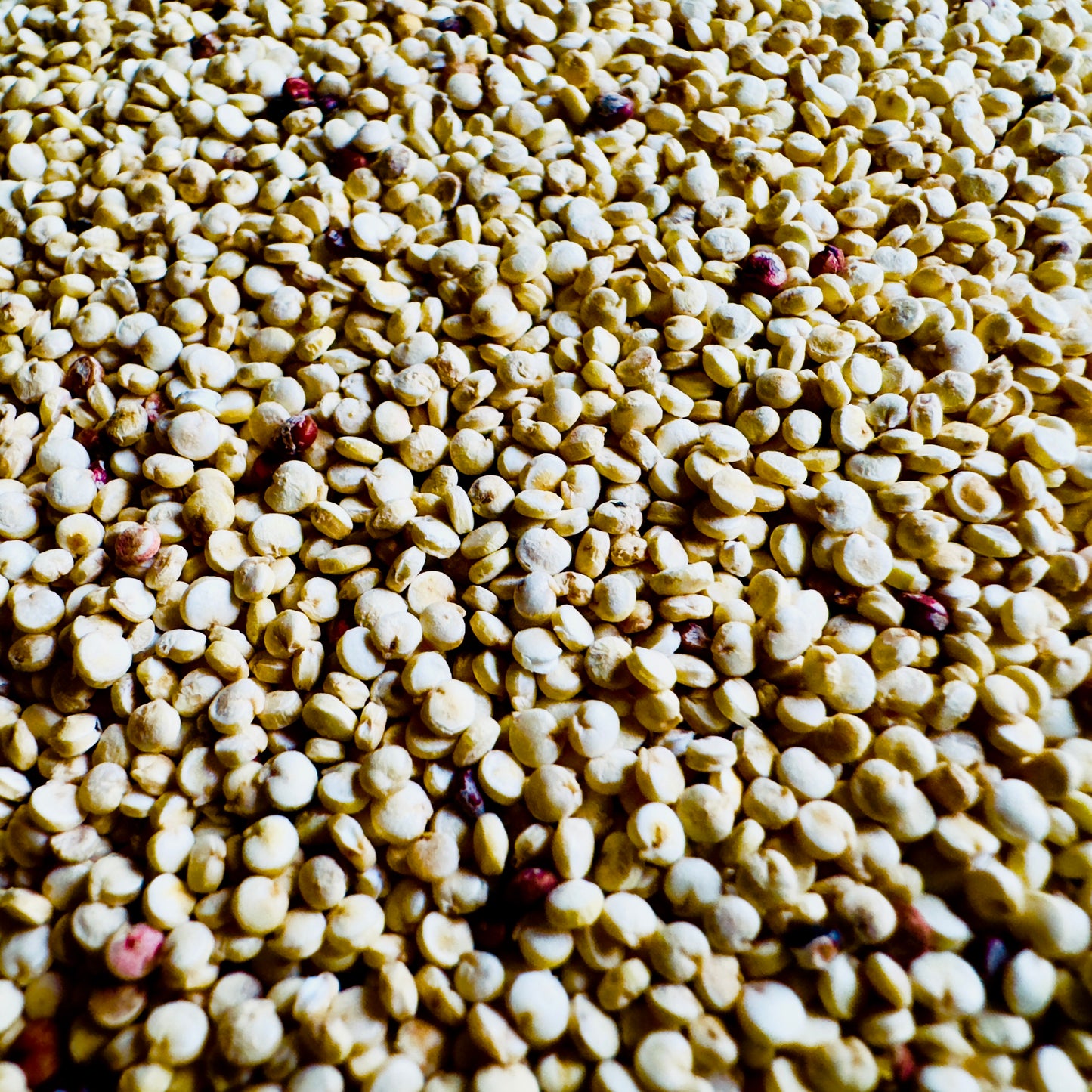 Colorado Quinoa