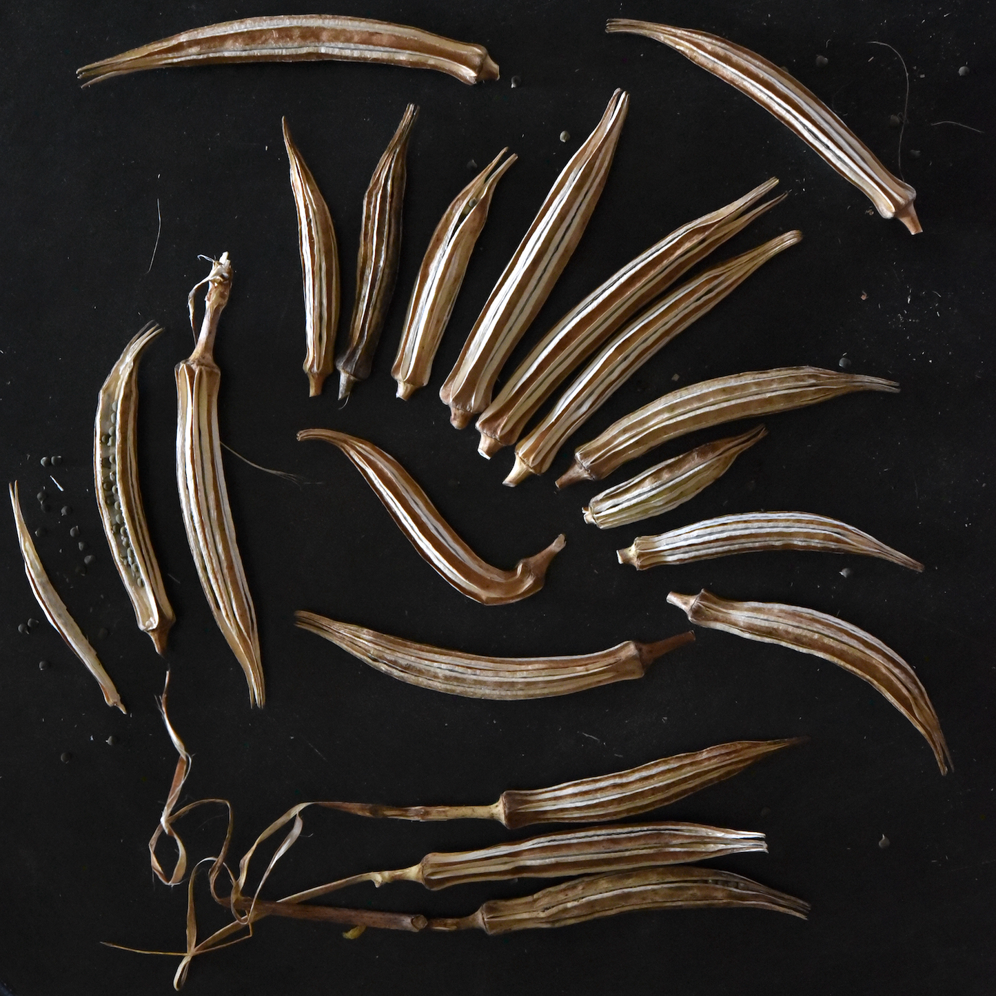 Wholesale Seed Packets