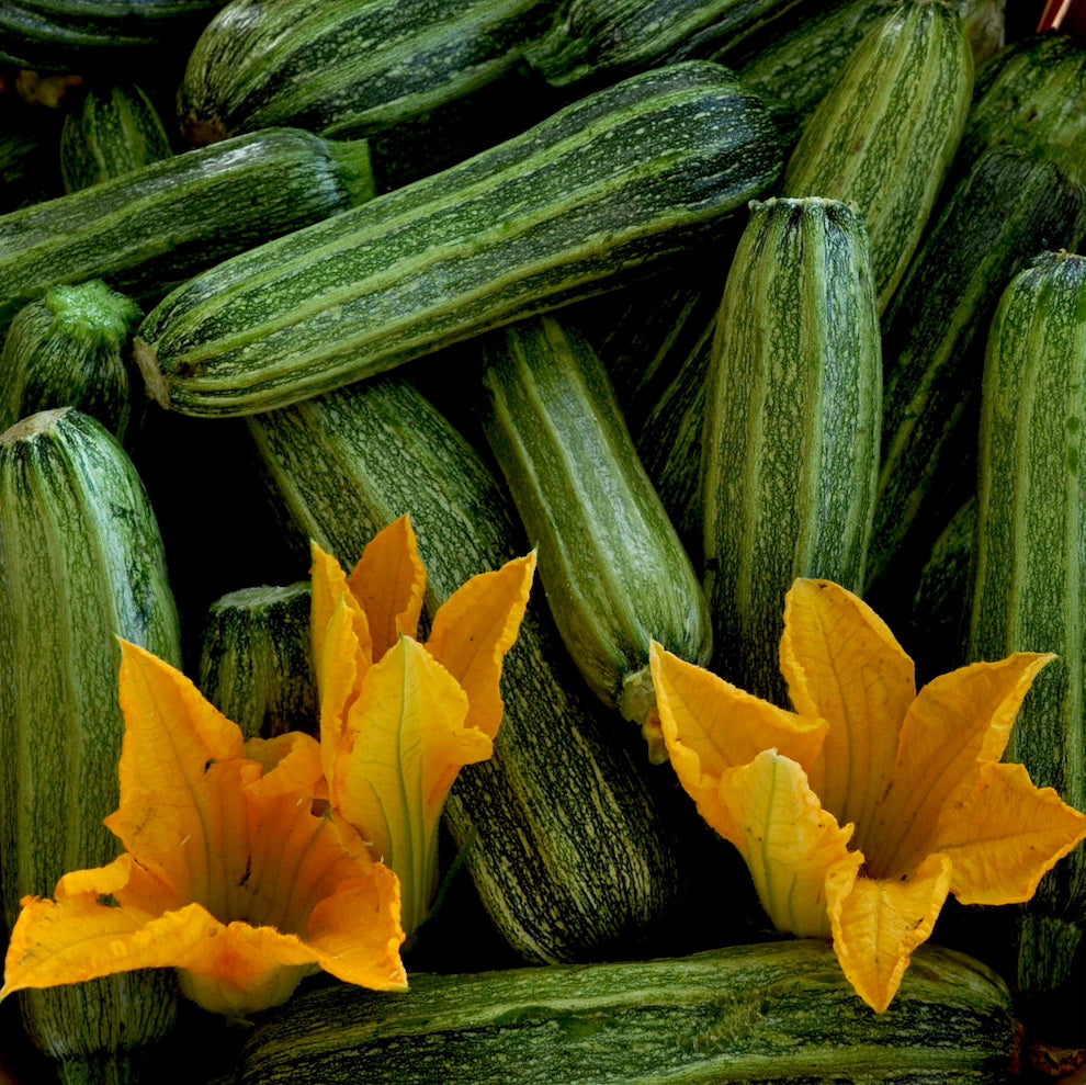 Costata Romanesco Zucchini (Cucurbita pepo) -  Pueblo Seed & Food Co | Cortez, Colorado