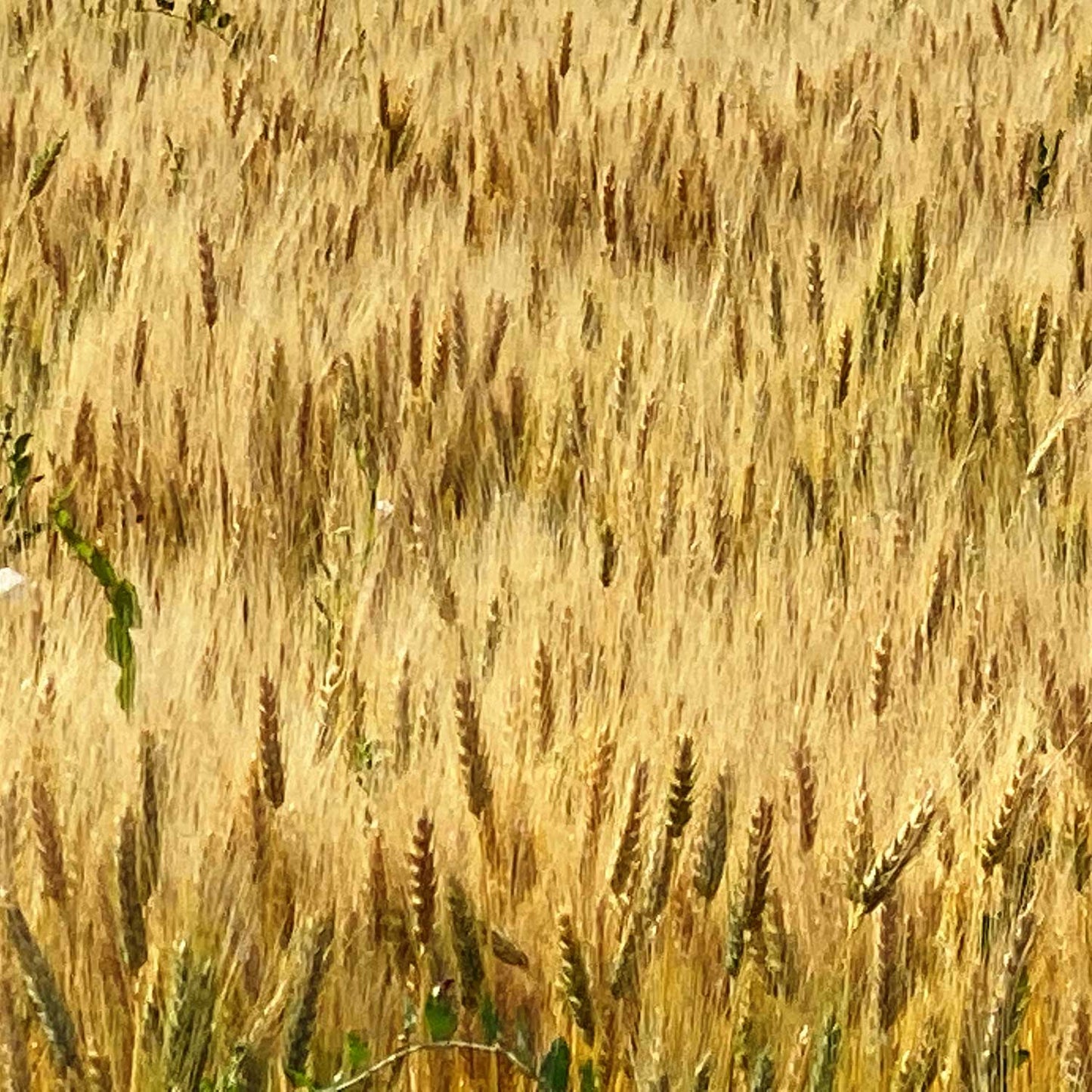Rye Catcher Cookies -  Pueblo Seed & Food Co | Cortez, Colorado