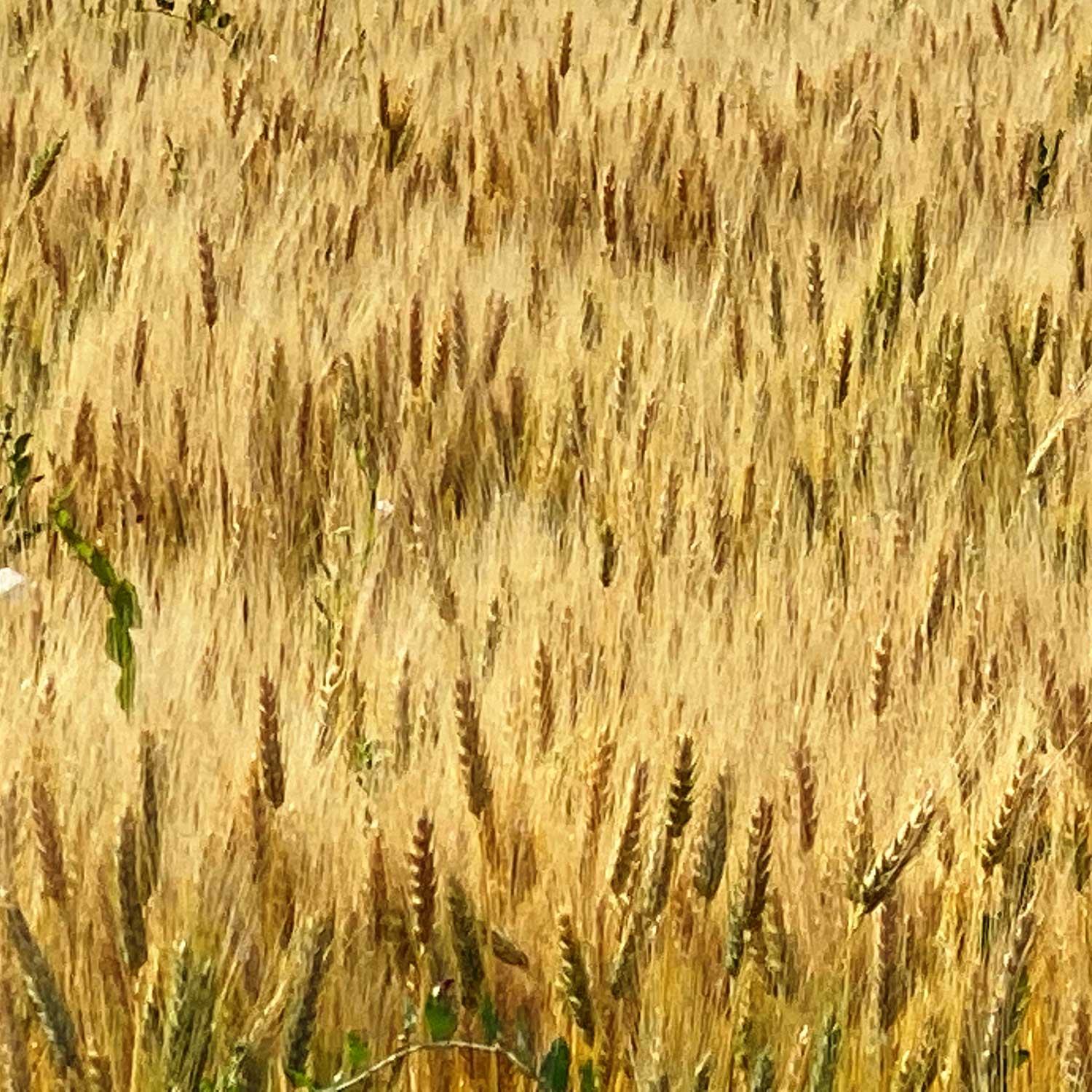 Rye Catcher Cookies -  Pueblo Seed & Food Co | Cortez, Colorado