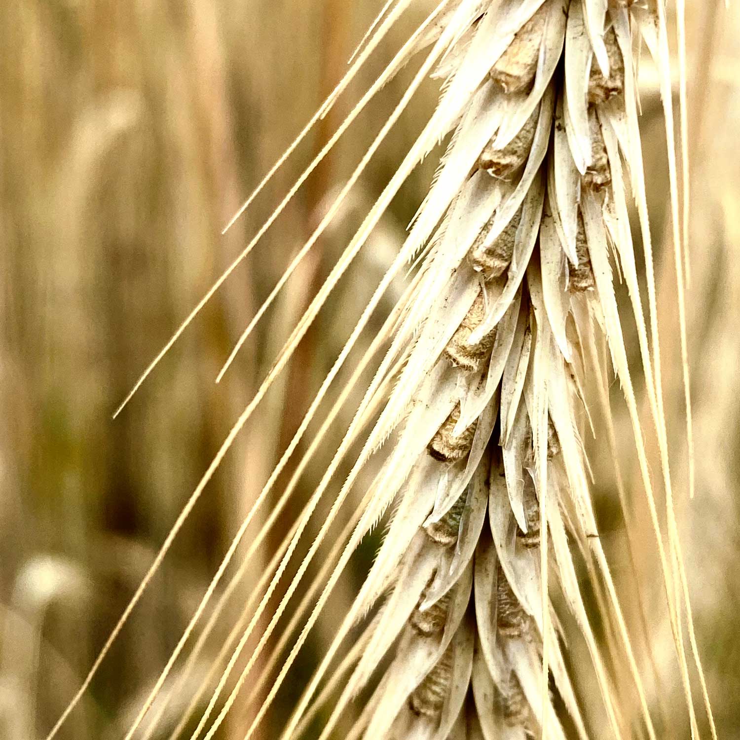 Rye Catcher Cookies -  Pueblo Seed & Food Co | Cortez, Colorado