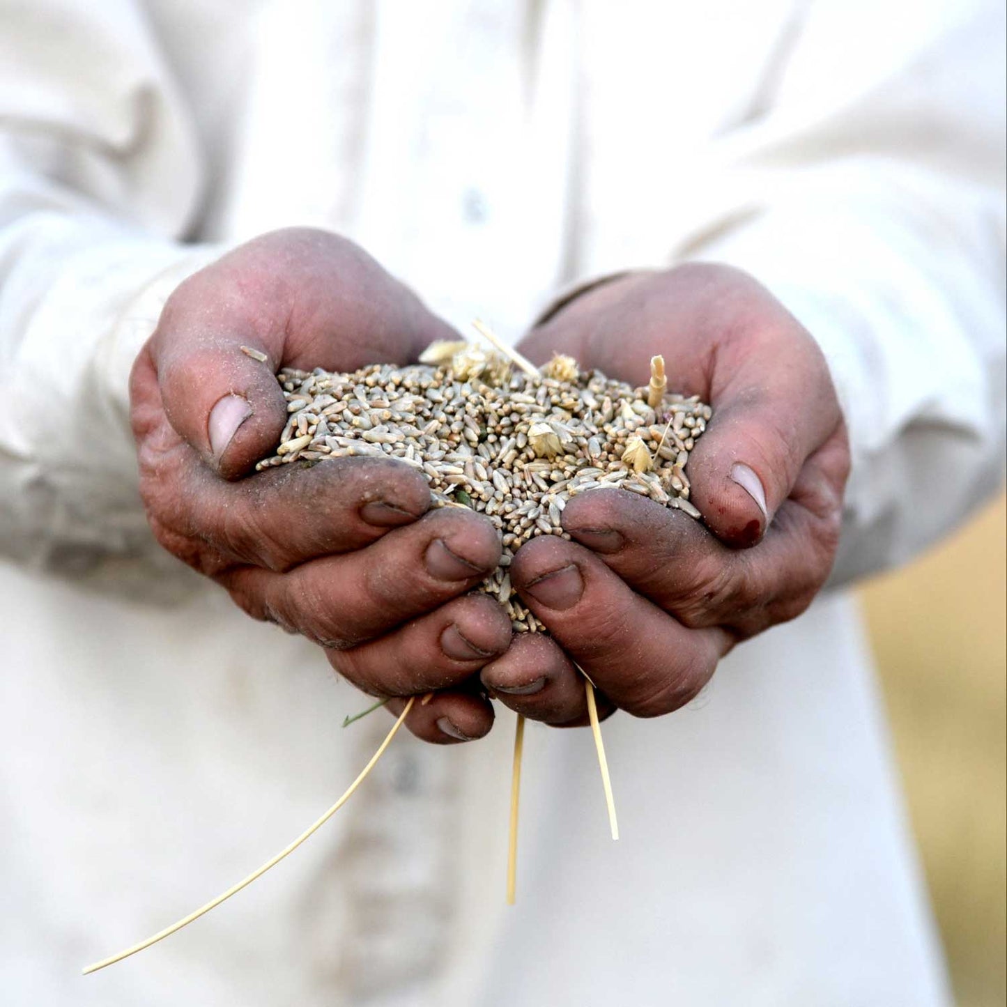 Rosemary Rye Porridge -  Pueblo Seed & Food Co | Cortez, Colorado