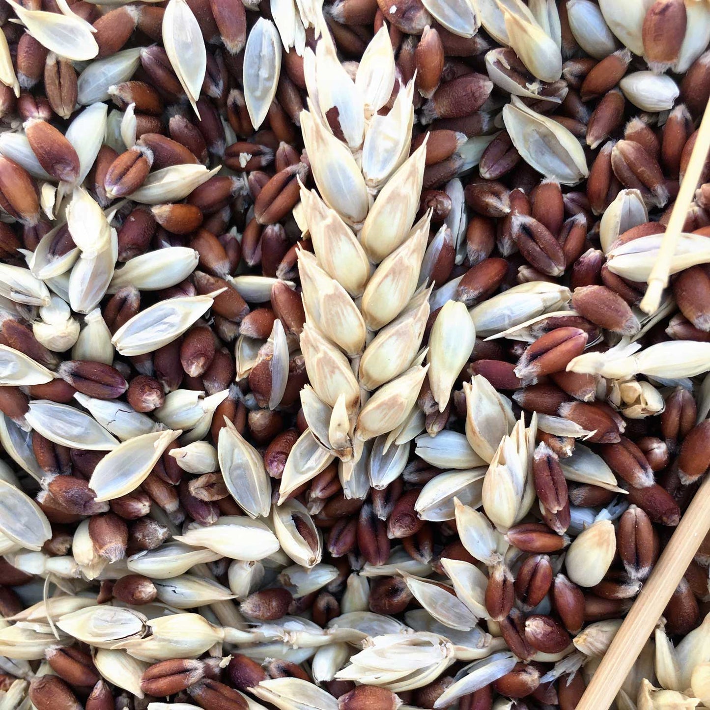 Rye Catcher Cookies -  Pueblo Seed & Food Co | Cortez, Colorado