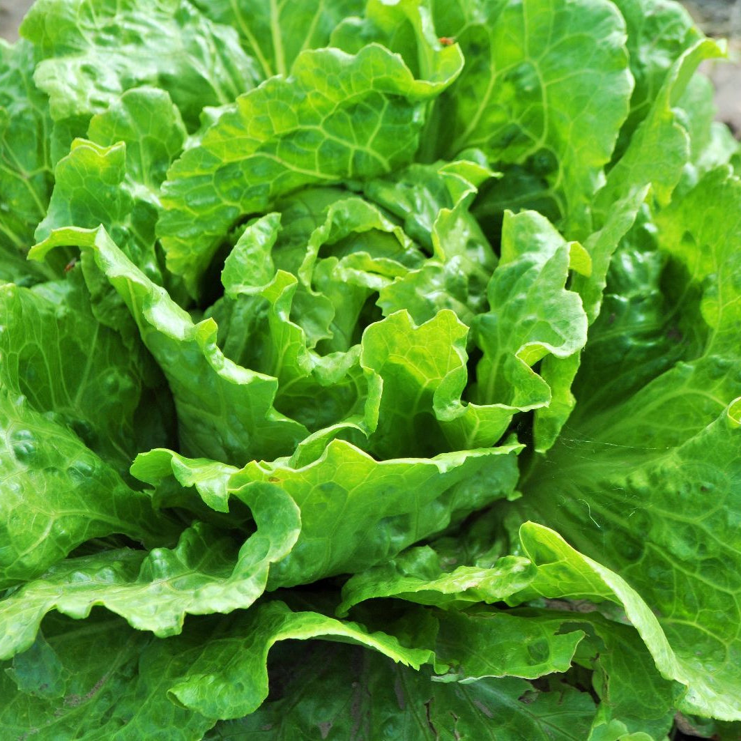 Nevada Lettuce (Lactuca sativa) -  Pueblo Seed & Food Co | Cortez, Colorado