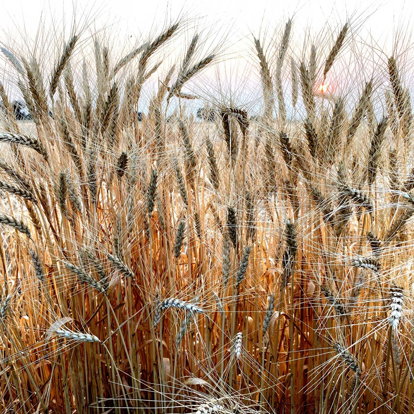 Pueblo White Cream of Wheat -  Pueblo Seed & Food Co | Cortez, Colorado