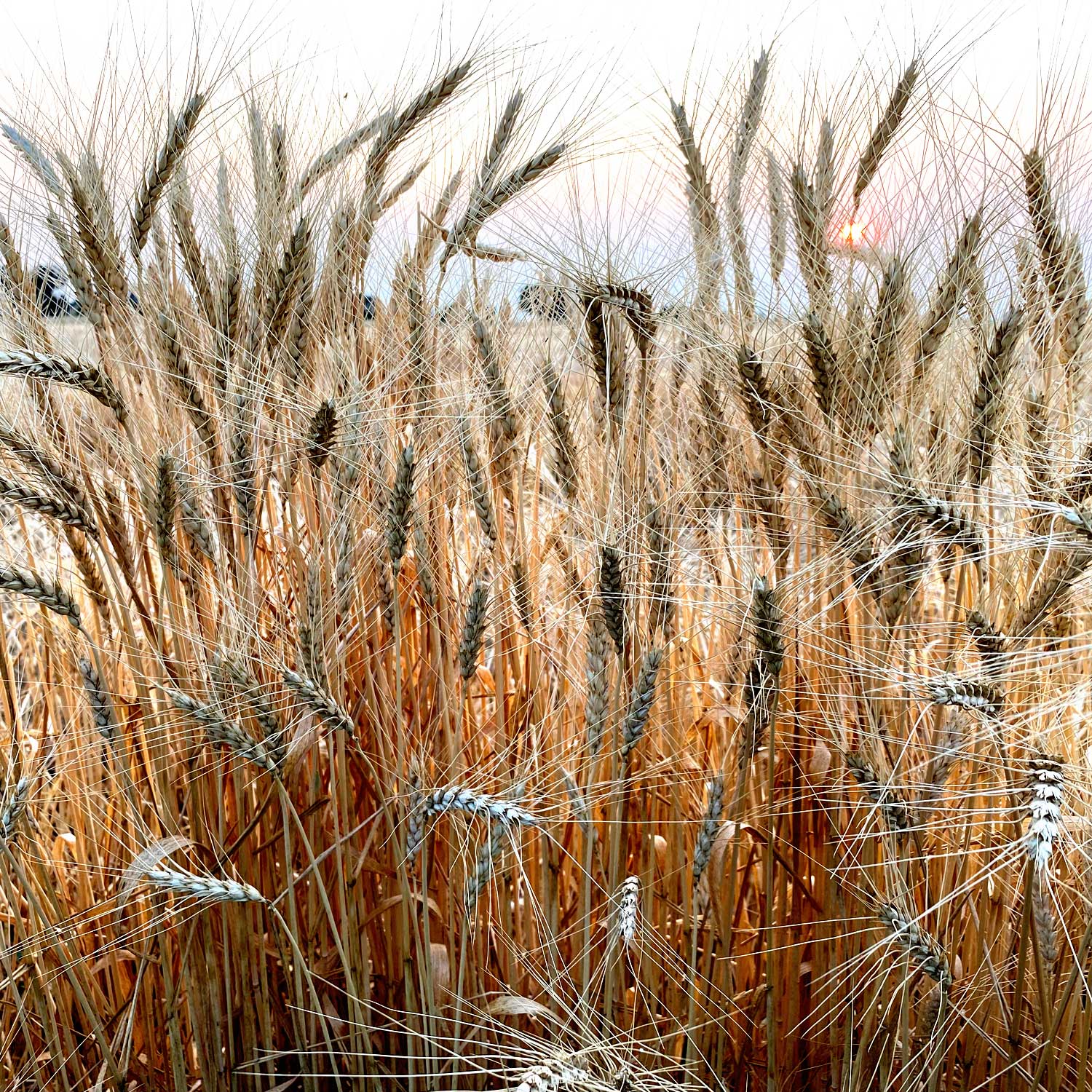 Pueblo White Cream of Wheat -  Pueblo Seed & Food Co | Cortez, Colorado