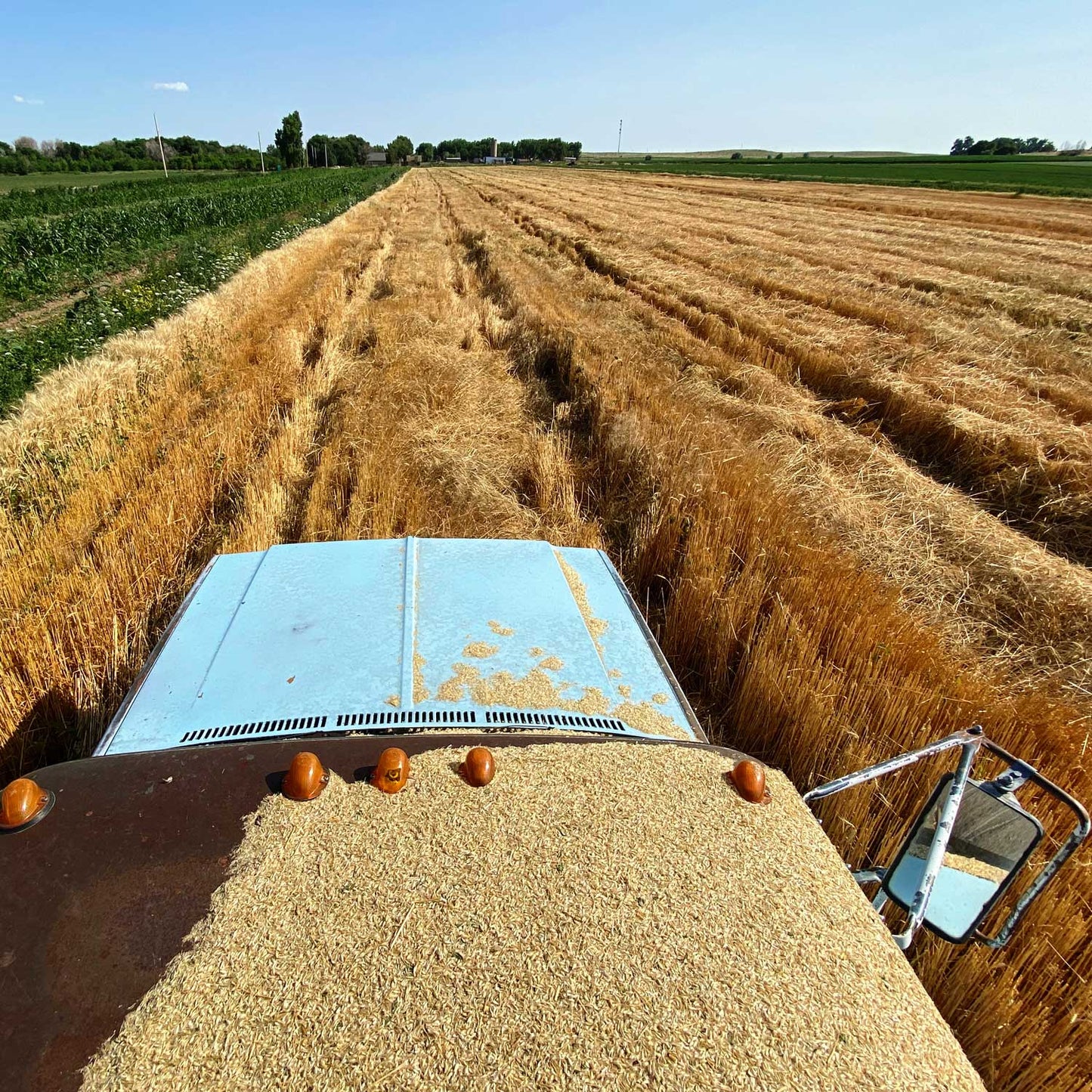 Pueblo White Cream of Wheat -  Pueblo Seed & Food Co | Cortez, Colorado