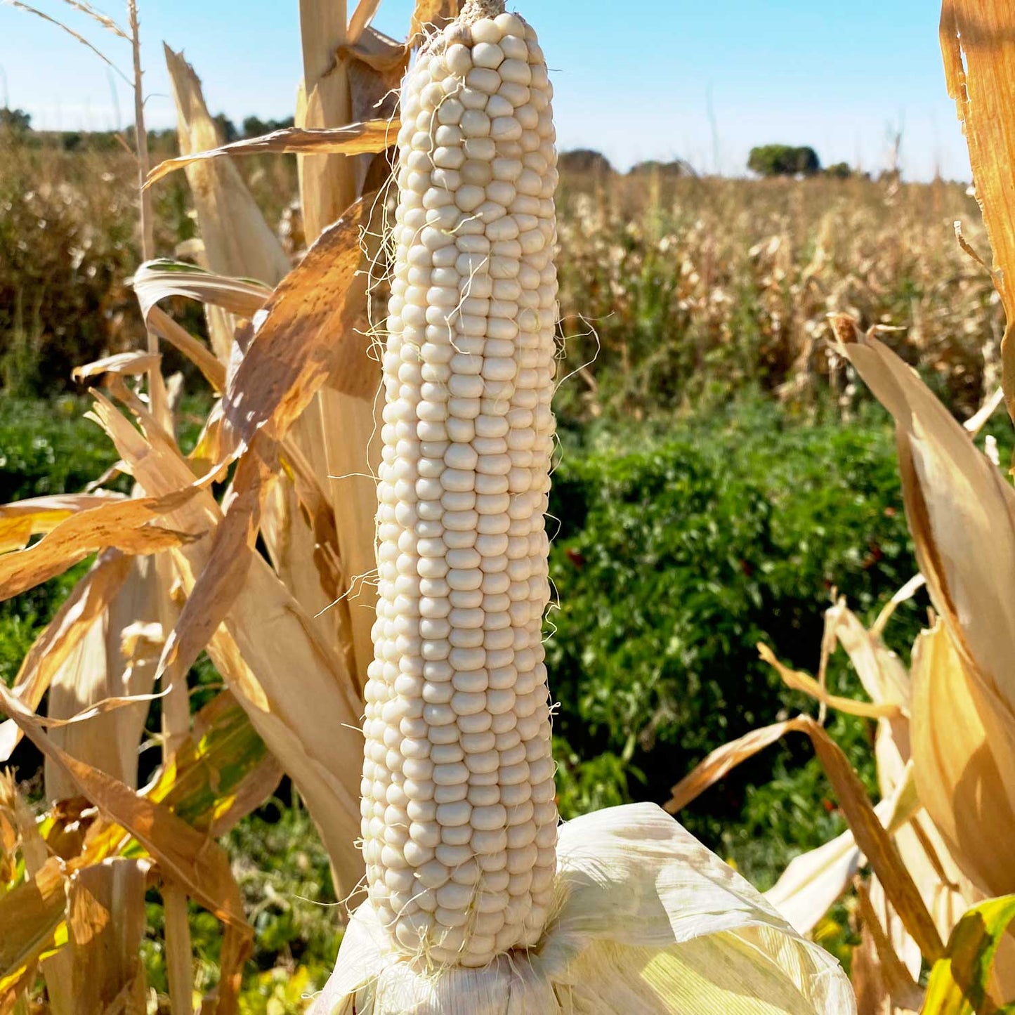 White Corn Chile Grits -  Pueblo Seed & Food Co | Cortez, Colorado